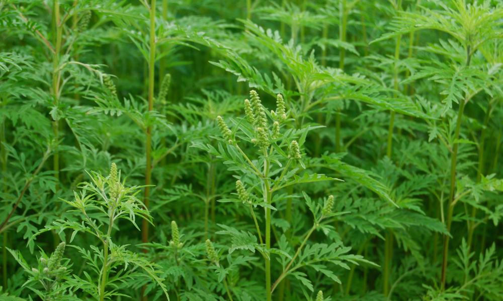 Primăria desfășoară controale pentru combaterea ambroziei