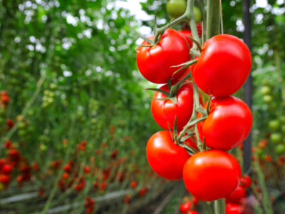 Roșiile românești au ajuns un lux