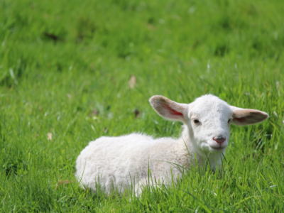 Prețuri la carnea de miel