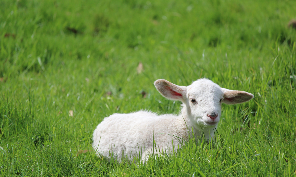 Prețuri la carnea de miel