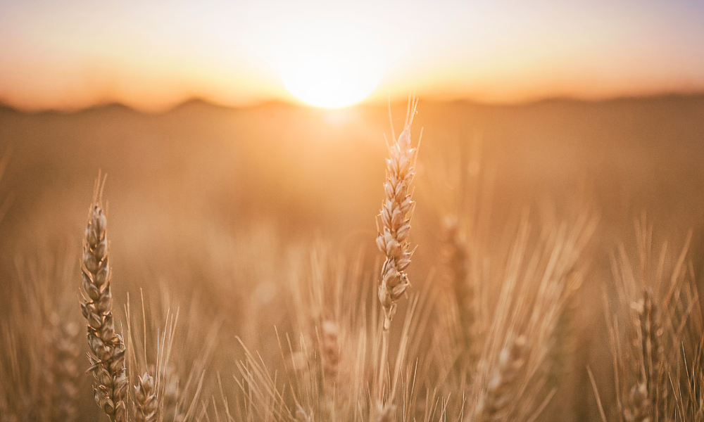 Producție record de cereale în România în 2025