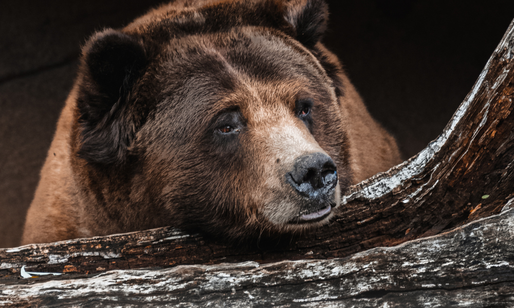 26 de urși bruni trăiesc în pădurile din Sălaj