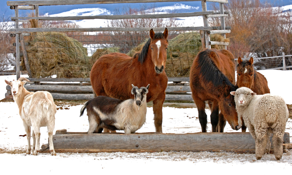 Polițiștii din Sălaj au aplicat 17 sancțiuni