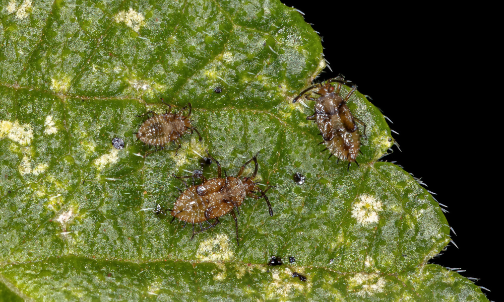 Frunze de stejar afectate de ploșnița dantelată în pădurile din Sălaj