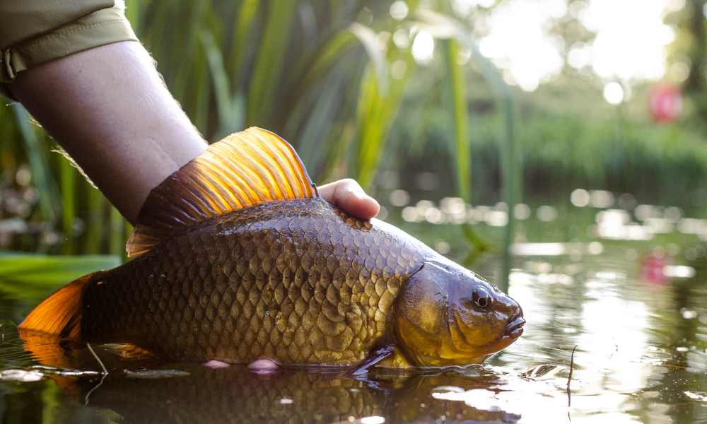 Lacurile de pescuit din Sălaj sunt repopulate cu trei tone de crap