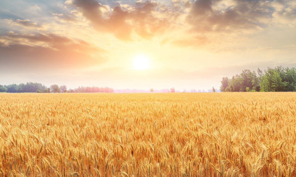 România ar putea avea în 2025 cea mai mare recoltă de grâu din ultimii 27 de ani