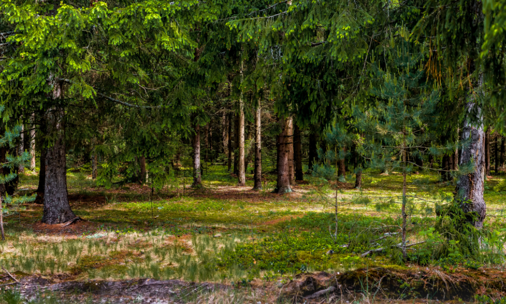 Parcul Pădure Brădet din Zalău se modernizează