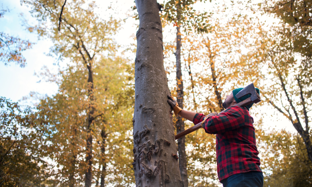 Tăierea arborilor din spațiile verzi devine infracțiune