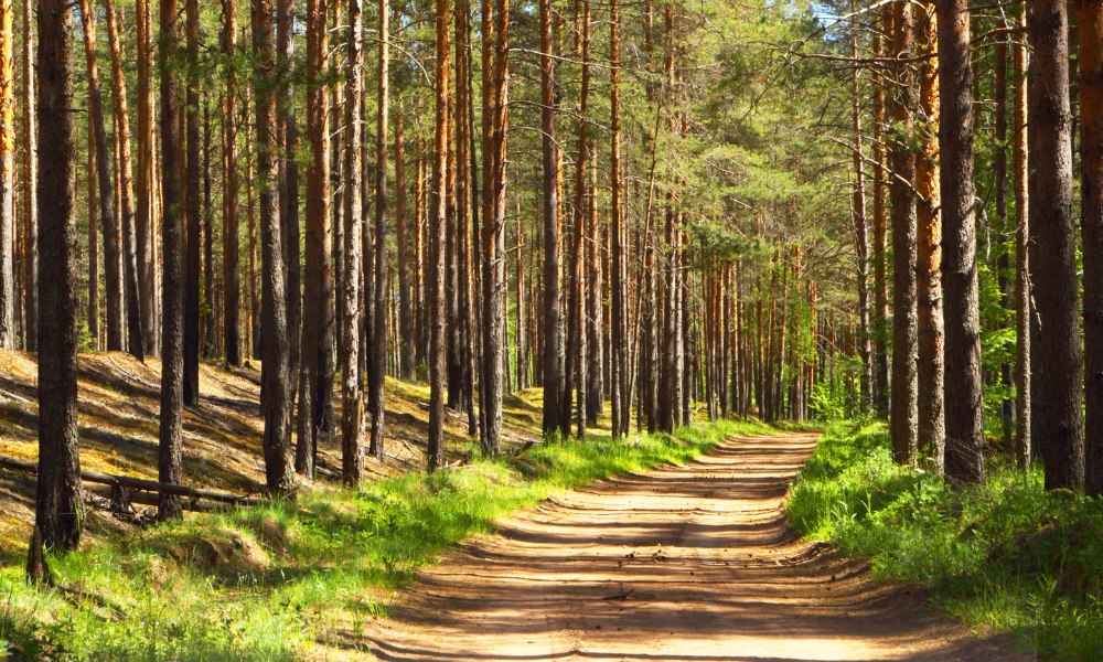 Lucrările la Drumul Forestier Stârvina avansează rapid