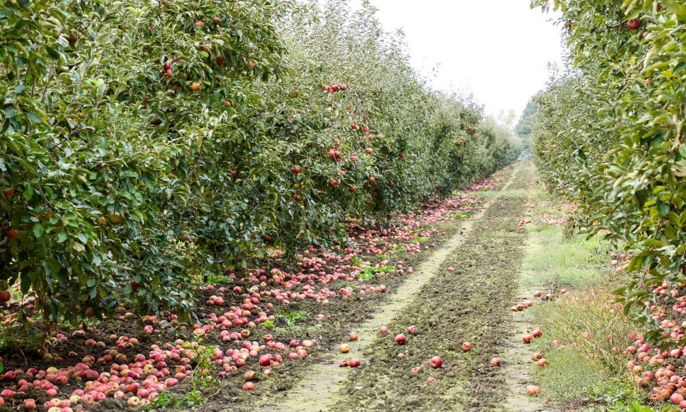termen limită pentru sprijinul acordat pomicultorilor afectați de îngheț