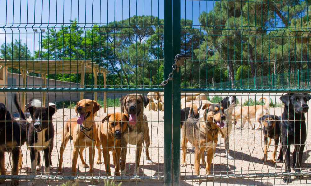 ANSVSA lansează consultare națională