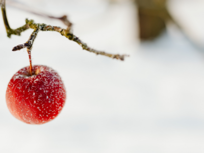 Vreme mai caldă decât normalul la început de februarie