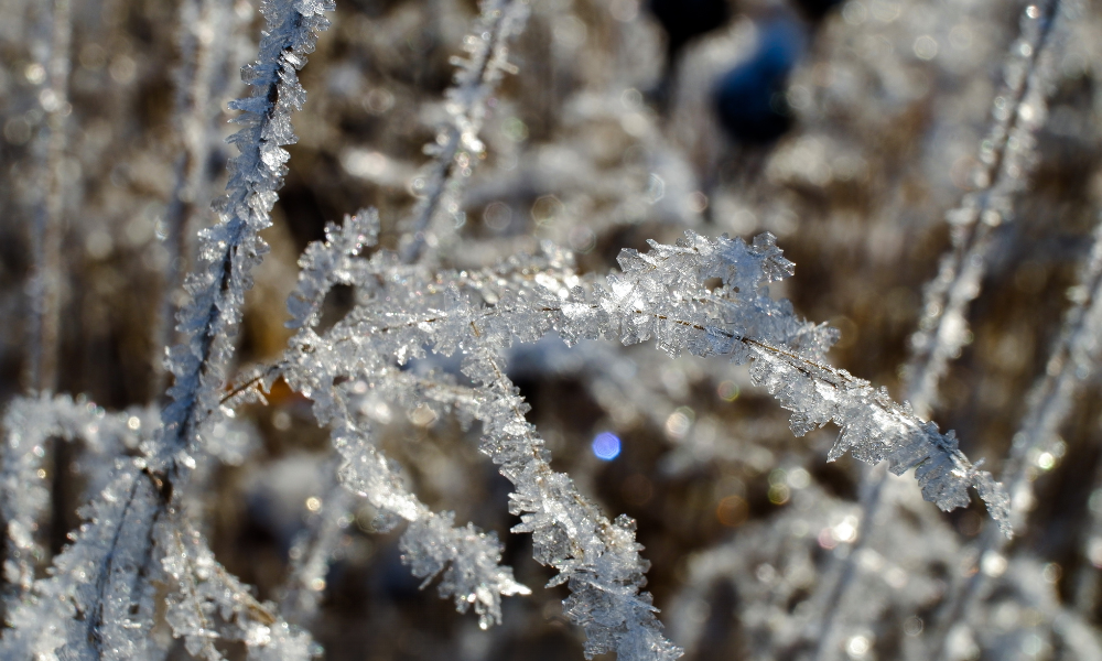 România primește 11,5 milioane de euro