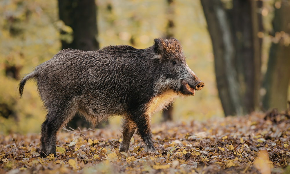 Braconaj descoperit de polițiști în Sălaj